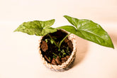 Syngonium "Mojito"